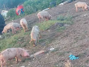 Vând purcei și porci grași, de taiat - imagine 4