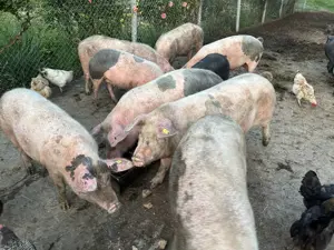 Porci de vânzare, carcasă sau în viu - imagine 4
