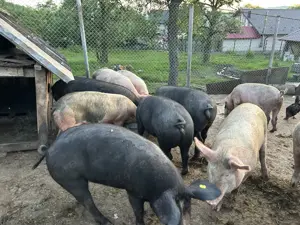 Porci de vânzare, carcasă sau în viu - imagine 2