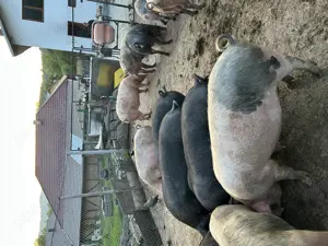 Porci de vânzare, carcasă sau în viu - imagine 3