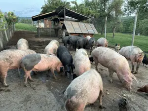 Porci de vânzare, carcasă sau în viu - imagine 5