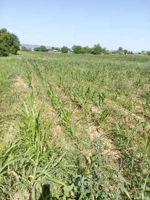 Teren Balta Albastra Bacau