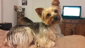 Schimb apartament URZICENI IL