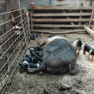 Porci Bazna de vânzare 