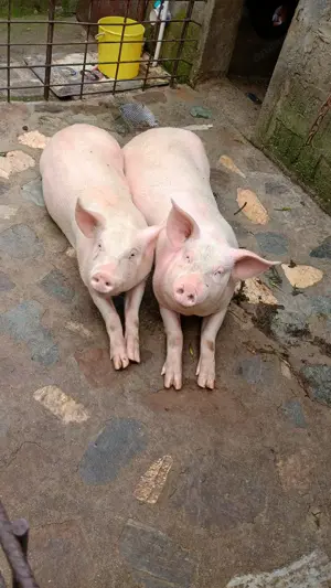 Porci sacrificat  - imagine 2