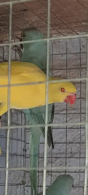 Micul Alexandru  - imagine 3