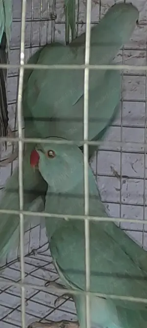 Micul Alexandru  - imagine 2