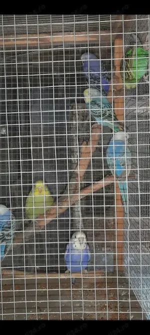 Nimfe și peruși  - imagine 2