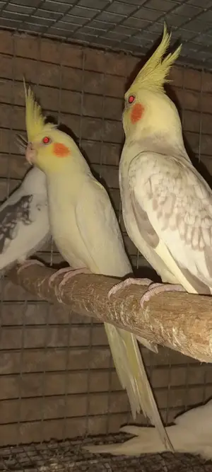 Nimfe și peruși  - imagine 3