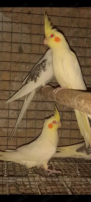 Nimfe și peruși  - imagine 4