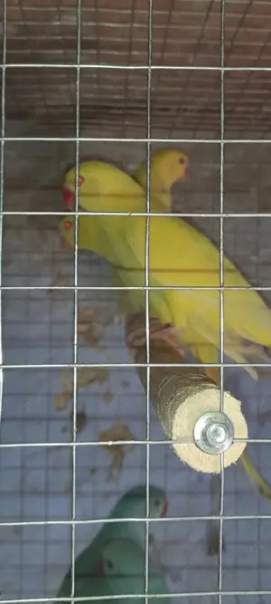 Păsări exotice de companie  - imagine 4 Păsări exotice de companie  - imagine 4