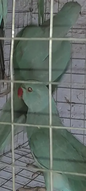 Păsări exotice de companie  - imagine 2 Păsări exotice de companie  - imagine 2