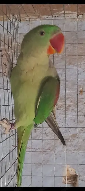 Păsări exotice de companie 