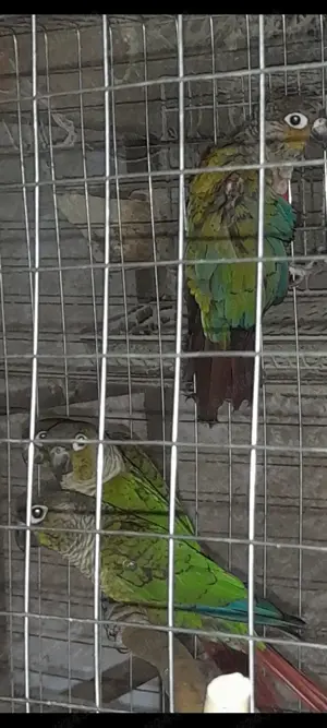 Păsări exotice de companie  - imagine 2 Păsări exotice de companie  - imagine 2