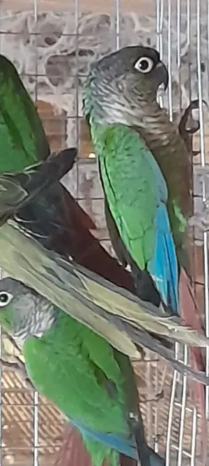 Păsări exotice de companie  - imagine 3 Păsări exotice de companie  - imagine 3