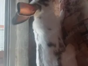 Vînd iepuri californieni , fluture german ,uriaș german și hycole francez - imagine 2