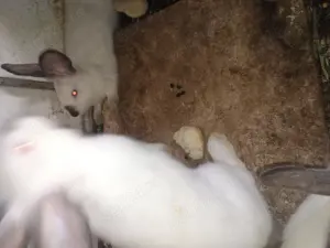 Vînd iepuri californieni , fluture german ,uriaș german și hycole francez - imagine 5