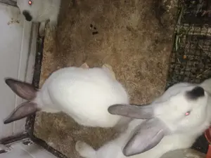 Vînd iepuri californieni , fluture german ,uriaș german și hycole francez - imagine 6