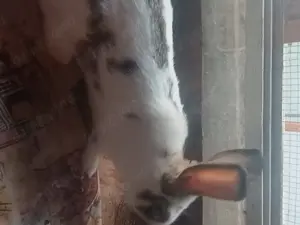 Vînd iepuri californieni , fluture german ,uriaș german și hycole francez