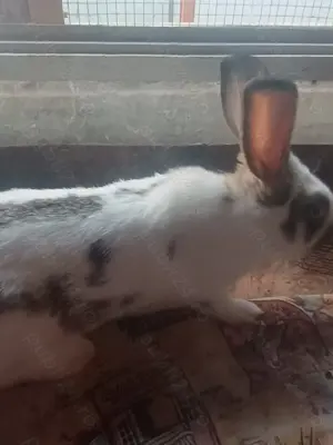 Vînd iepuri californieni , fluture german ,uriaș german și hycole francez - imagine 7