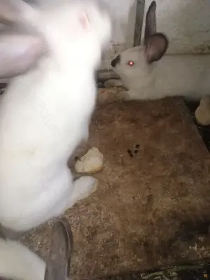 Vînd iepuri californieni , fluture german ,uriaș german și hycole francez - imagine 4