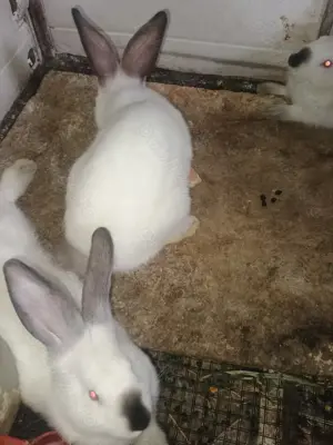 Vînd iepuri californieni , fluture german ,uriaș german și hycole francez - imagine 9