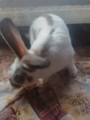 Vînd iepuri californieni , fluture german ,uriaș german și hycole francez - imagine 8