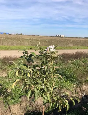 Vand teren intravilan METRO 2; 679mp