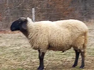 Berbec carabas de vânzare 