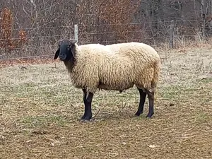 Berbec carabas de vânzare  - imagine 3 Berbec carabas de vânzare  - imagine 3