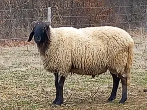 Berbec carabas de vânzare  - imagine 2 Berbec carabas de vânzare  - imagine 2