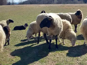 Berbec carabas de vânzare  - imagine 4 Berbec carabas de vânzare  - imagine 4