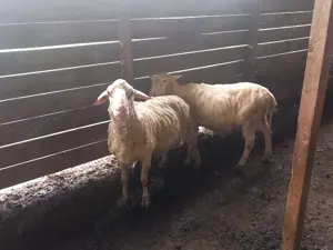 Berbec friza germana de vânzare 