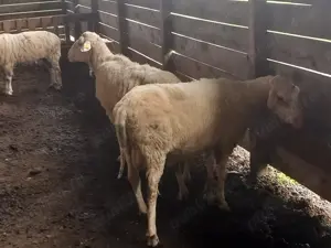 Berbec friza germana de vânzare  - imagine 4 Berbec friza germana de vânzare  - imagine 4