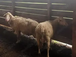 Berbec friza germana de vânzare  - imagine 2 Berbec friza germana de vânzare  - imagine 2