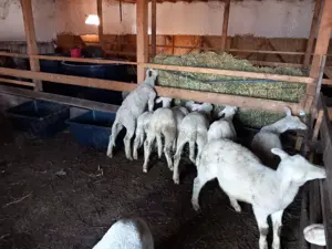 Berbecuti lacaune de vânzare 