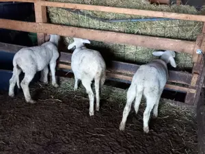 Berbecuti lacaune de vânzare  - imagine 4 Berbecuti lacaune de vânzare  - imagine 4