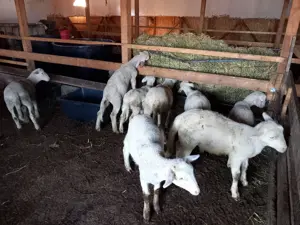 Berbecuti lacaune de vânzare  - imagine 3 Berbecuti lacaune de vânzare  - imagine 3