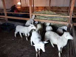 Berbecuti lacaune de vânzare  - imagine 2 Berbecuti lacaune de vânzare  - imagine 2