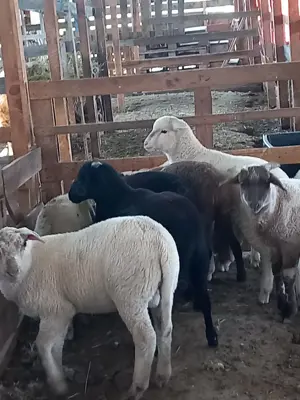 Miei metis de vanzare  - imagine 2