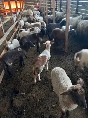 Miei metis de vanzare 