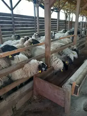 Miei metis de vanzare  - imagine 3