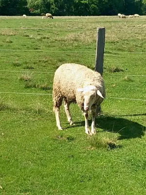 Berbeci lacaune de vânzare 