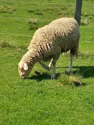 Berbeci lacaune de vânzare  - imagine 2