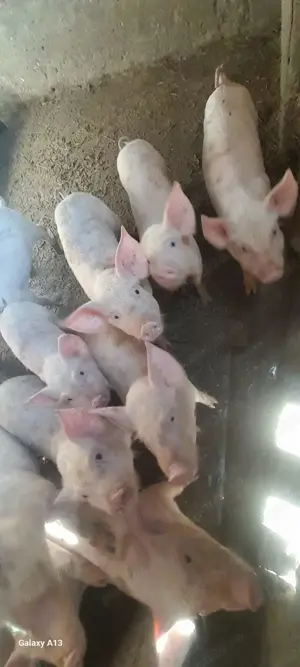 Purcei de vanzare  - imagine 2 Purcei de vanzare  - imagine 2