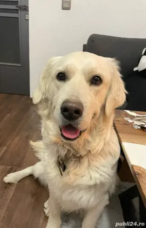 Pui Golden Retriever - imagine 2