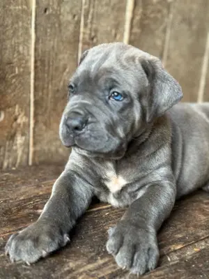 Cane Corso cu pedigree tip A  - imagine 2 Cane Corso cu pedigree tip A  - imagine 2