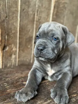 Cane Corso cu pedigree tip A  - imagine 5 Cane Corso cu pedigree tip A  - imagine 5