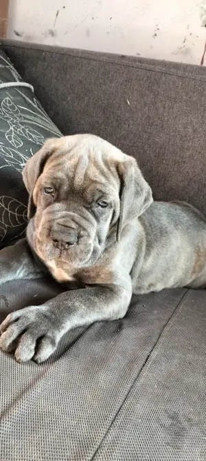 Cane Corso cu pedigree tip A  - imagine 7 Cane Corso cu pedigree tip A  - imagine 7