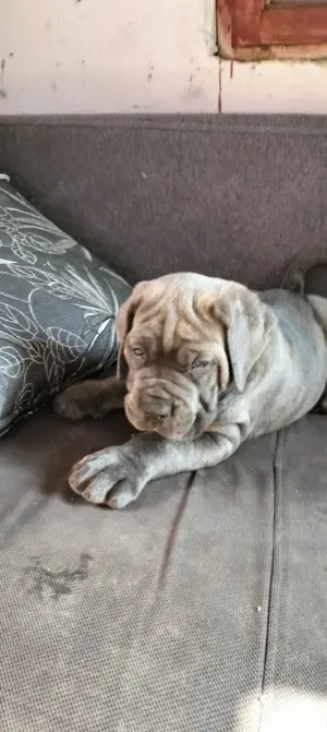 Cane Corso cu pedigree tip A  - imagine 9 Cane Corso cu pedigree tip A  - imagine 9